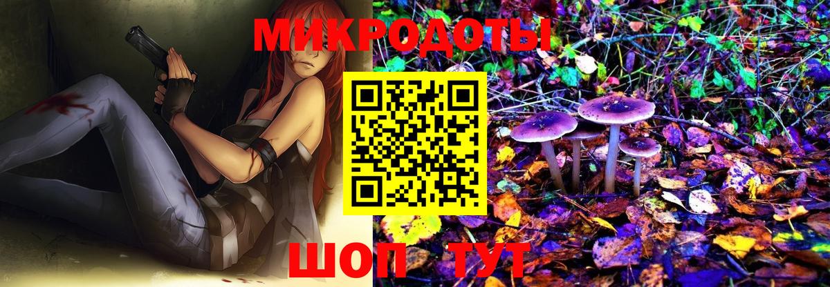 Псилоцибиновые грибы Psilocybe Курчатов