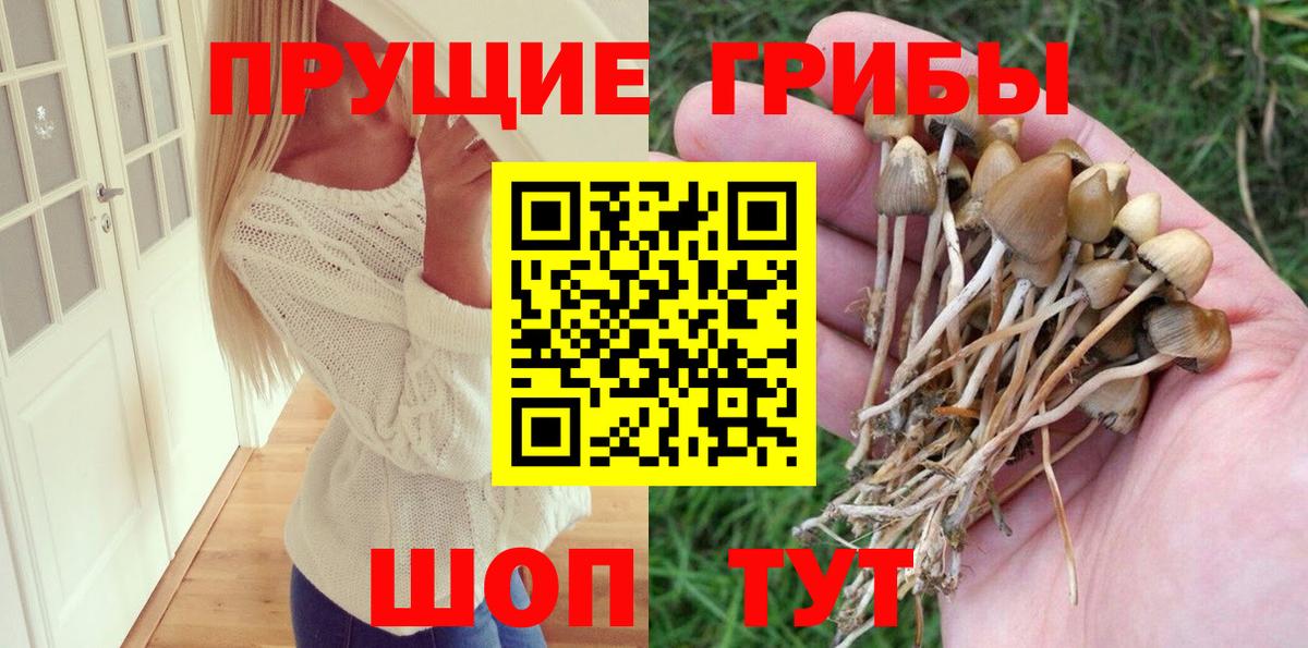 Курчатов  дарнет шоп  Вход с VPN  Галлюциногенные грибы Cubensis 